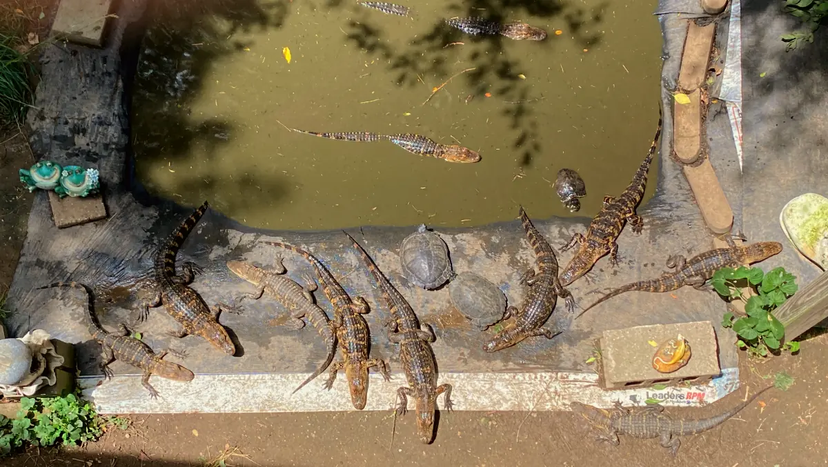 Photograph of alligators at Critchlow Alligator Sanctuary