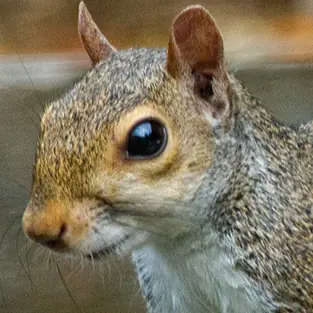 A squirrel. An adorable one.